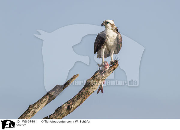 Fischadler / osprey / WS-07491