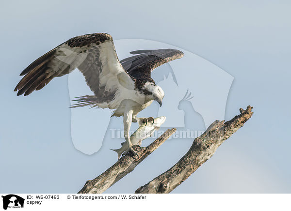 Fischadler / osprey / WS-07493