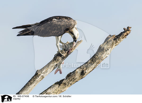 Fischadler / osprey / WS-07498