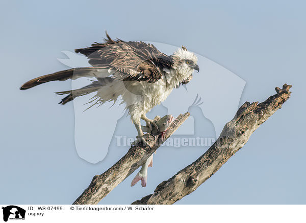 Fischadler / osprey / WS-07499