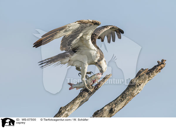Fischadler / osprey / WS-07500