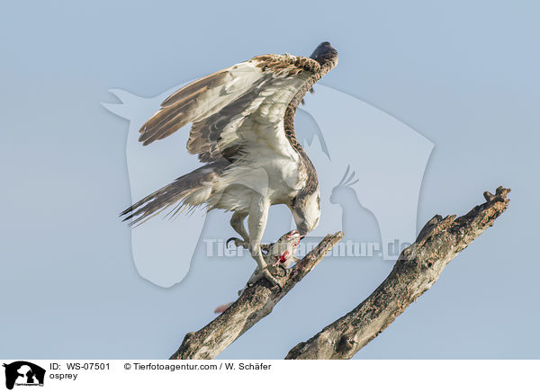 Fischadler / osprey / WS-07501