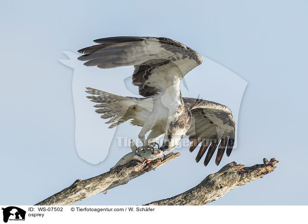 Fischadler / osprey / WS-07502