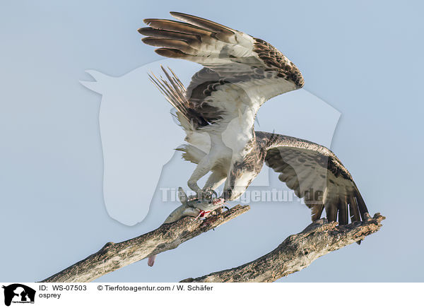 Fischadler / osprey / WS-07503
