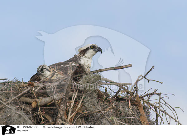 Fischadler / ospreys / WS-07506