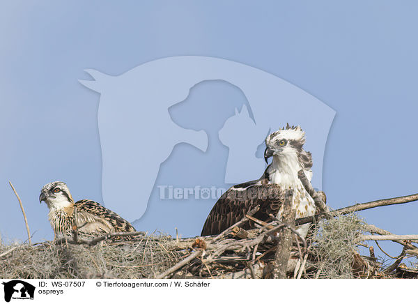 Fischadler / ospreys / WS-07507