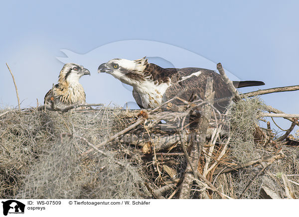 Fischadler / ospreys / WS-07509