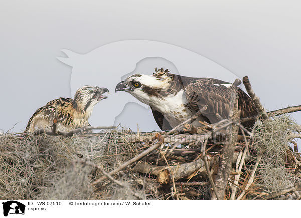 Fischadler / ospreys / WS-07510