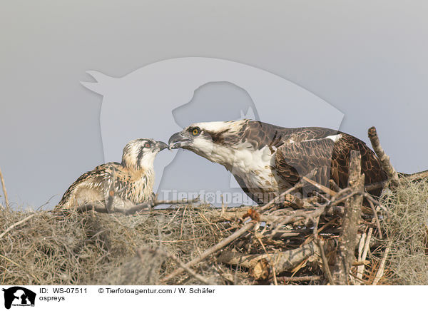 Fischadler / ospreys / WS-07511
