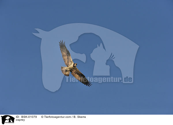 Fischadler / osprey / BSK-01079