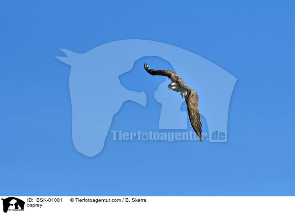 Fischadler / osprey / BSK-01081
