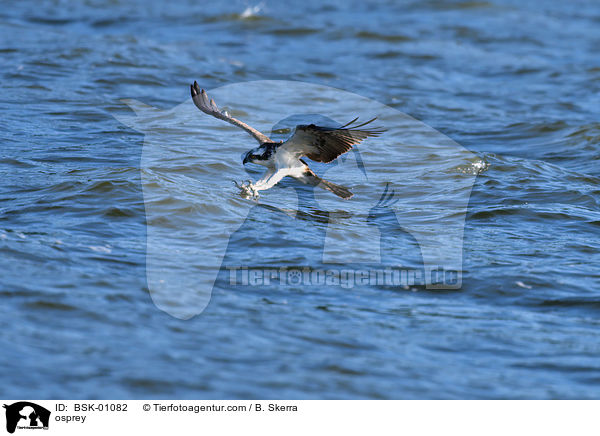 Fischadler / osprey / BSK-01082