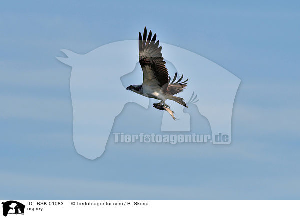 Fischadler / osprey / BSK-01083