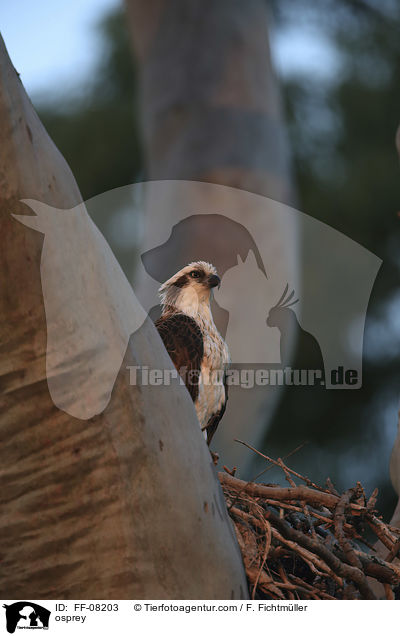 Fischadler / osprey / FF-08203