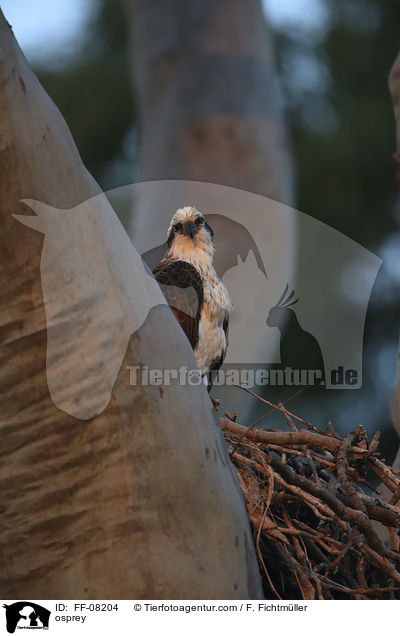 Fischadler / osprey / FF-08204