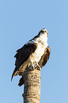 osprey