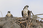 ospreys