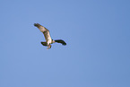 osprey