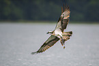 osprey