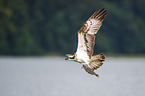 osprey