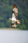 osprey