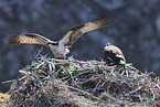 osprey