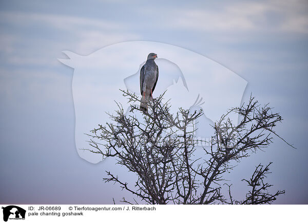 pale chanting goshawk / JR-06689