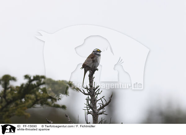 Weikehlammer / white-throated sparrow / FF-15690