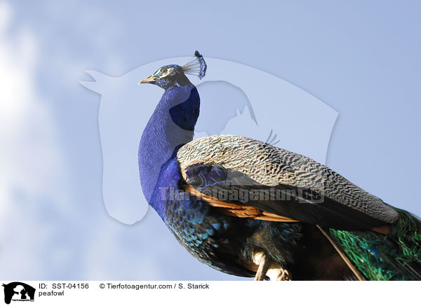 peafowl / SST-04156