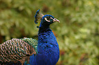 peacock portrait