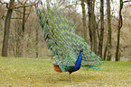 peacock