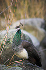 blue peafowl