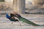 blue peafowl