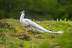 peafowl