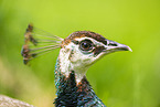 peafowl