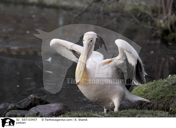 Pelikan / pelican / SST-03407