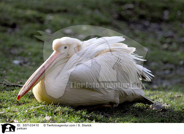 Pelikan / pelican / SST-03410