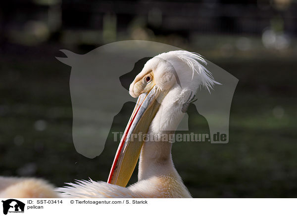 Pelikan / pelican / SST-03414