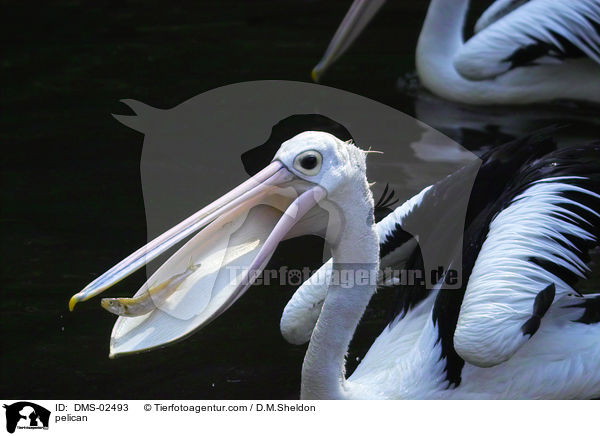 Pelikan / pelican / DMS-02493