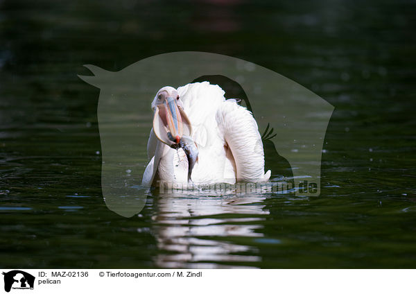 pelican / MAZ-02136