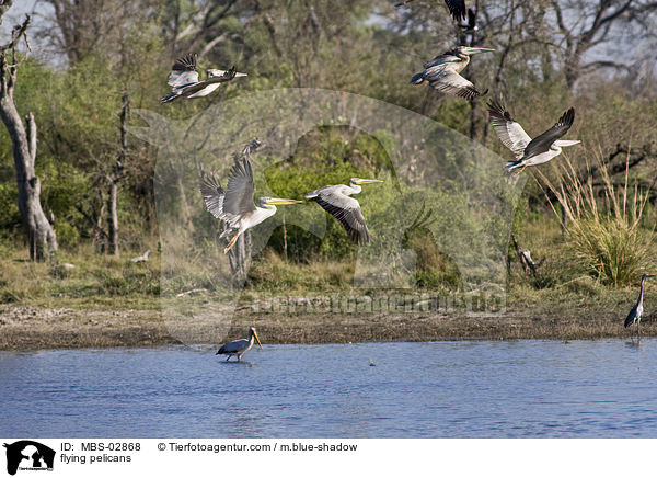 fliegende Pelikane / flying pelicans / MBS-02868