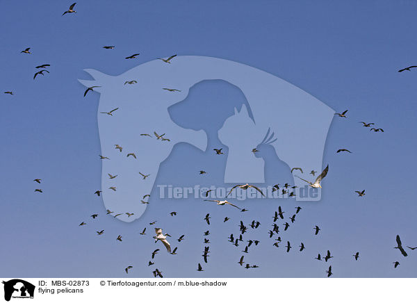 fliegende Pelikane / flying pelicans / MBS-02873