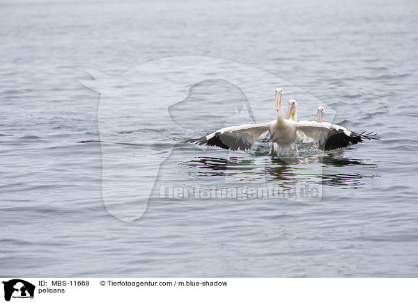 Pelikane / pelicans / MBS-11668