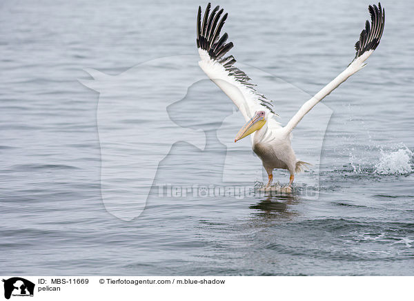 Pelikan / pelican / MBS-11669