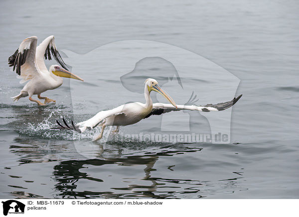 Pelikane / pelicans / MBS-11679