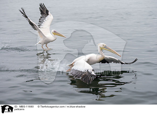Pelikane / pelicans / MBS-11680
