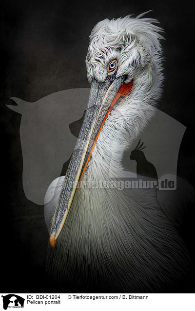 Pelikan Portrait / Pelican portrait / BDI-01204