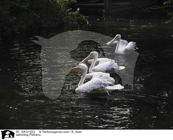 schwimmende Pelikane / swimming Pelicans / SA-01023