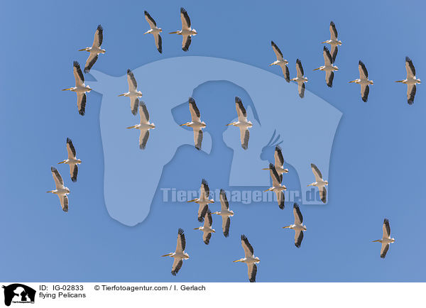 fliegende Pelikane / flying Pelicans / IG-02833