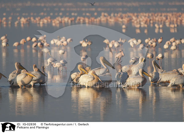 Pelikane und Flamingo / Pelicans and Flamingo / IG-02836